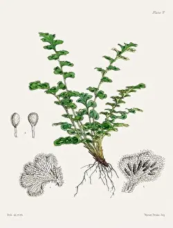 Flora Family Prints: Vintage fern illustration. Botanical art from a book published in London, circa 1859