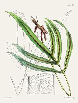 Flora Family Prints: Vintage fern illustration. Botanical art from a book published in London, circa 1859