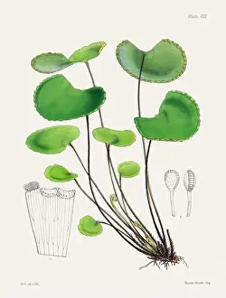 Flora Family Prints: Vintage fern illustration. Botanical art from a book published in London, circa 1859