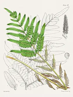 Vintage fern illustration. Botanical art from a book published in London, circa 1859