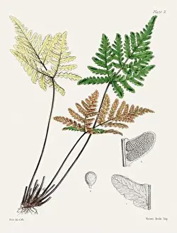 Vintage fern illustration. Botanical art from a book published in London, circa 1859