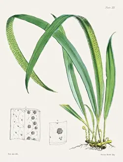 Flora Family Prints: Vintage fern illustration. Botanical art from a book published in London, circa 1859
