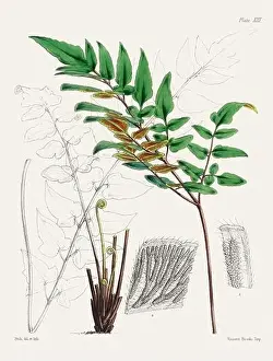 Flora Family Prints: Vintage fern illustration. Botanical art from a book published in London, circa 1859