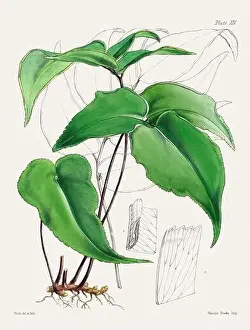Flora Family Prints: Vintage fern illustration. Botanical art from a book published in London, circa 1859