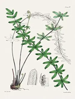 Vintage fern illustration. Botanical art from a book published in London, circa 1859