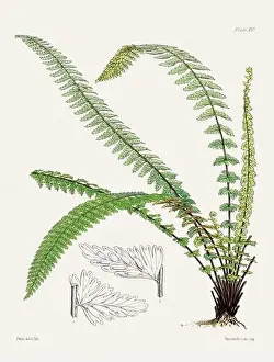 Flora Family Prints: Vintage fern illustration. Botanical art from a book published in London, circa 1859