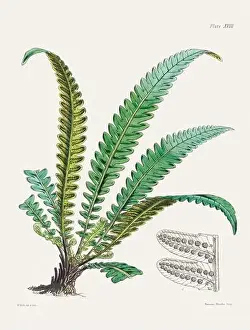 Vintage fern illustration. Botanical art from a book published in London, circa 1859