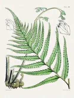 Flora Family Prints: Vintage fern illustration. Botanical art from a book published in London, circa 1859