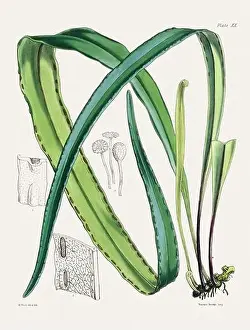 Flora Family Prints: Vintage fern illustration. Botanical art from a book published in London, circa 1859