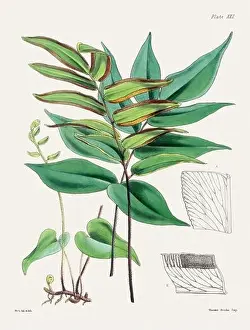Flora Family Prints: Vintage fern illustration. Botanical art from a book published in London, circa 1859