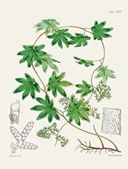 Flora Family Prints: Vintage fern illustration. Botanical art from a book published in London, circa 1859