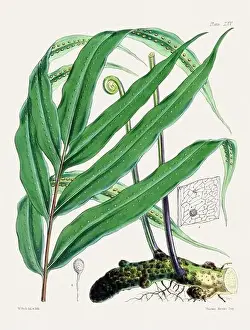 Flora Family Prints: Vintage fern illustration. Botanical art from a book published in London, circa 1859