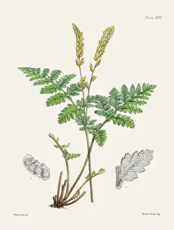 Flora Family Prints: Vintage fern illustration. Botanical art from a book published in London, circa 1859