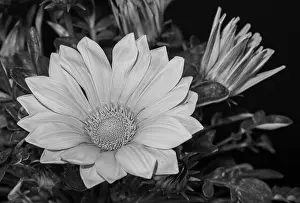 Aizoaceae Prints: Vintage fine art still life monochrome flower macro photography of a blooming wide open delosperma blossom on natural