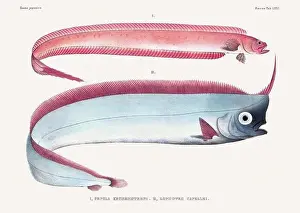 Vintage fish illustration. A plate from an antique book on Japanese fauna, circa 1850