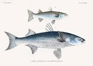 Vintage fish illustration. A plate from an antique book on Japanese fauna, circa 1850