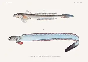 Fish Design Prints: Vintage fish illustration. A plate from an antique book on Japanese fauna, circa 1850