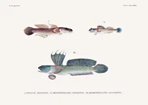 Vintage fish illustration. A plate from an antique book on Japanese fauna, circa 1850