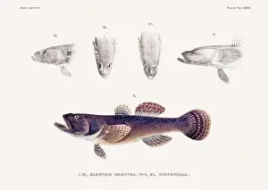 Vintage fish illustration. A plate from an antique book on Japanese fauna, circa 1850