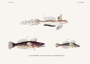 Vintage fish illustration. A plate from an antique book on Japanese fauna, circa 1850