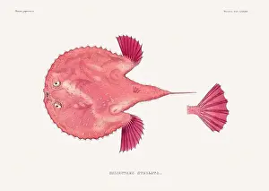 Vintage fish illustration. A plate from an antique book on Japanese fauna, circa 1850