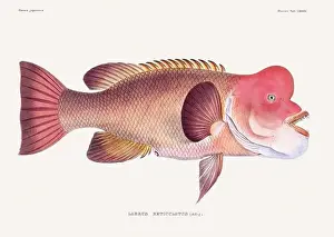 Vintage fish illustration. A plate from an antique book on Japanese fauna, circa 1850