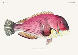 Vintage fish illustration. A plate from an antique book on Japanese fauna, circa 1850
