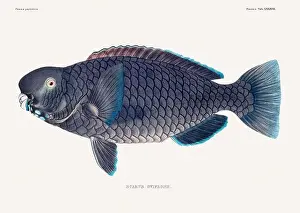 Vintage fish illustration. A plate from an antique book on Japanese fauna, circa 1850