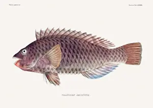 Fish Design Prints: Vintage fish illustration. A plate from an antique book on Japanese fauna, circa 1850