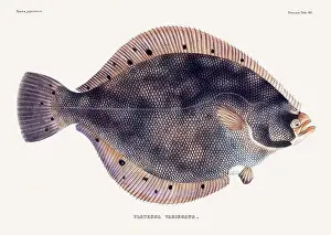 Fish Design Prints: Vintage fish illustration. A plate from an antique book on Japanese fauna, circa 1850