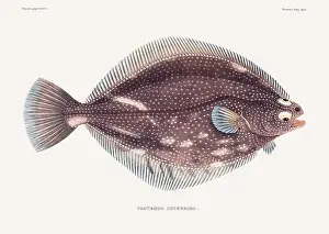 Vintage fish illustration. A plate from an antique book on Japanese fauna, circa 1850