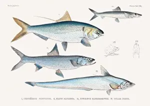 Vintage fish illustration. A plate from an antique book on Japanese fauna, circa 1850