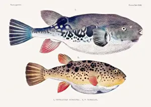 Fish Design Prints: Vintage fish illustration. A plate from an antique book on Japanese fauna, circa 1850