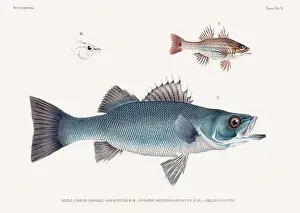 Vintage fish illustration. A plate from an antique book on Japanese fauna, circa 1850