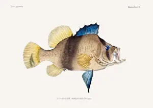 Nature Lovers Prints: Vintage fish illustration. A plate from an antique book on Japanese fauna, circa 1850