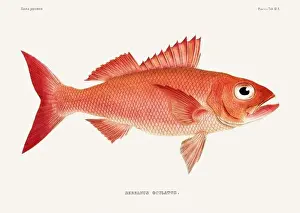 Vintage fish illustration. A plate from an antique book on Japanese fauna, circa 1850