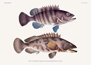 Vintage fish illustration. A plate from an antique book on Japanese fauna, circa 1850
