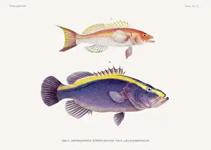 Vintage fish illustration. A plate from an antique book on Japanese fauna, circa 1850