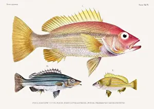 Vintage fish illustration. A plate from an antique book on Japanese fauna, circa 1850