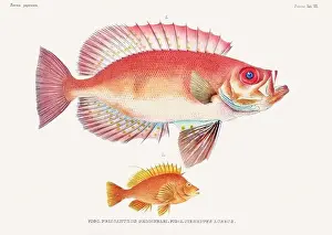 Nature Lovers Prints: Vintage fish illustration. A plate from an antique book on Japanese fauna, circa 1850