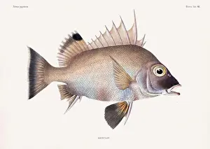Vintage fish illustration. A plate from an antique book on Japanese fauna, circa 1850