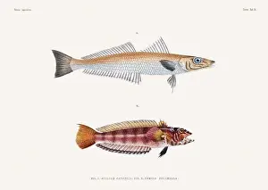 Nature Lovers Prints: Vintage fish illustration. A plate from an antique book on Japanese fauna, circa 1850