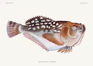 Vintage fish illustration. A plate from an antique book on Japanese fauna, circa 1850