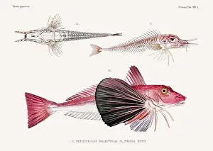 Wildlife Art Prints: Vintage fish illustration. A plate from an antique book on Japanese fauna, circa 1850
