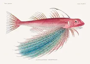 Wildlife Art Prints: Vintage fish illustration. A plate from an antique book on Japanese fauna, circa 1850