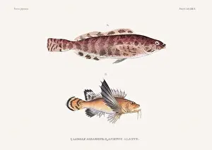 Nature Lovers Prints: Vintage fish illustration. A plate from an antique book on Japanese fauna, circa 1850