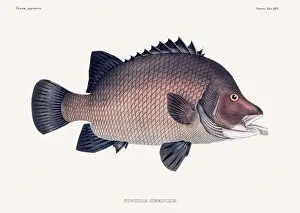 Vintage fish illustration. A plate from an antique book on Japanese fauna, circa 1850