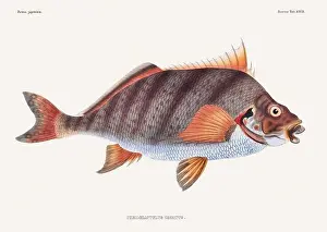 Wildlife Art Prints: Vintage fish illustration. A plate from an antique book on Japanese fauna, circa 1850