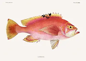 Vintage fish illustration. A plate from an antique book on Japanese fauna, circa 1850