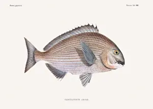 Nature Lovers Prints: Vintage fish illustration. A plate from an antique book on Japanese fauna, circa 1850